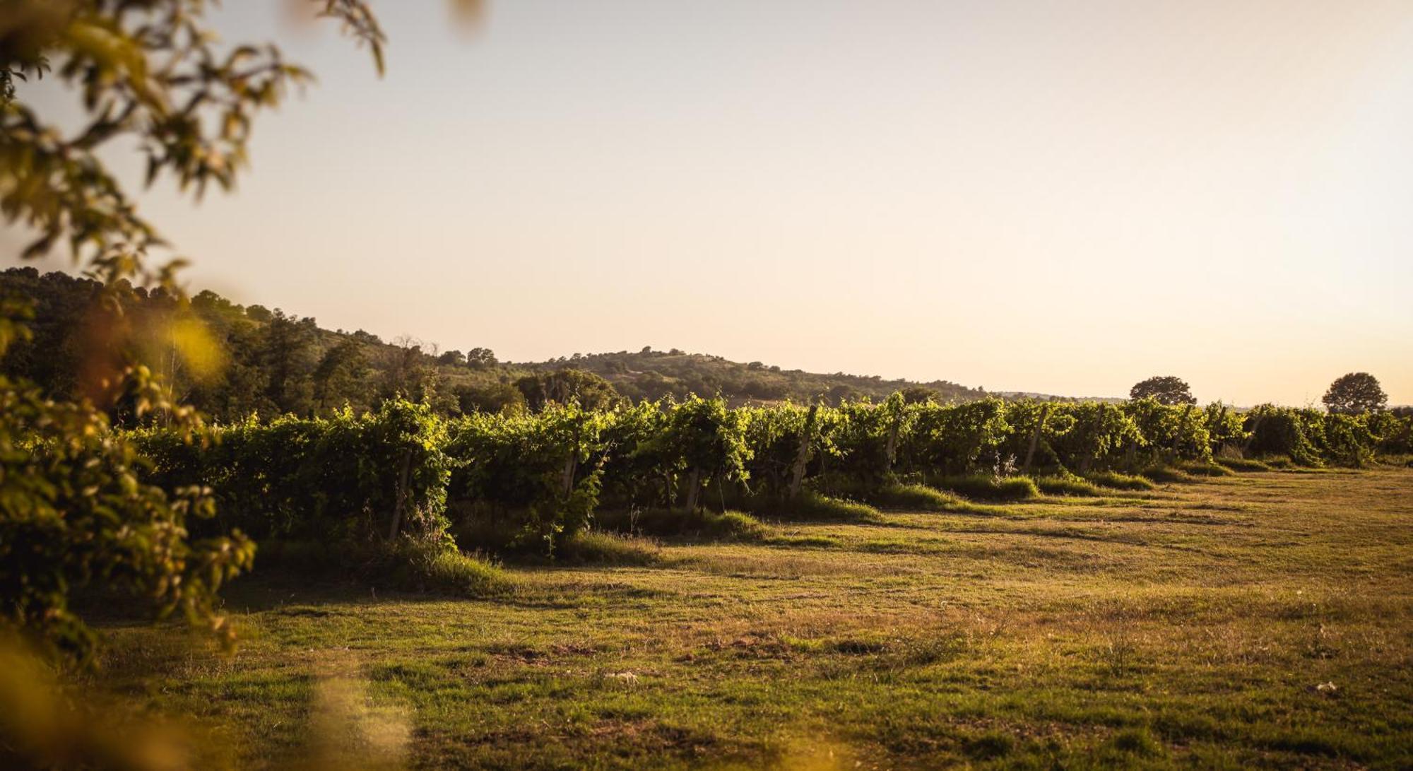 Agriturismo La Vecchia Quercia Montemerano Zewnętrze zdjęcie