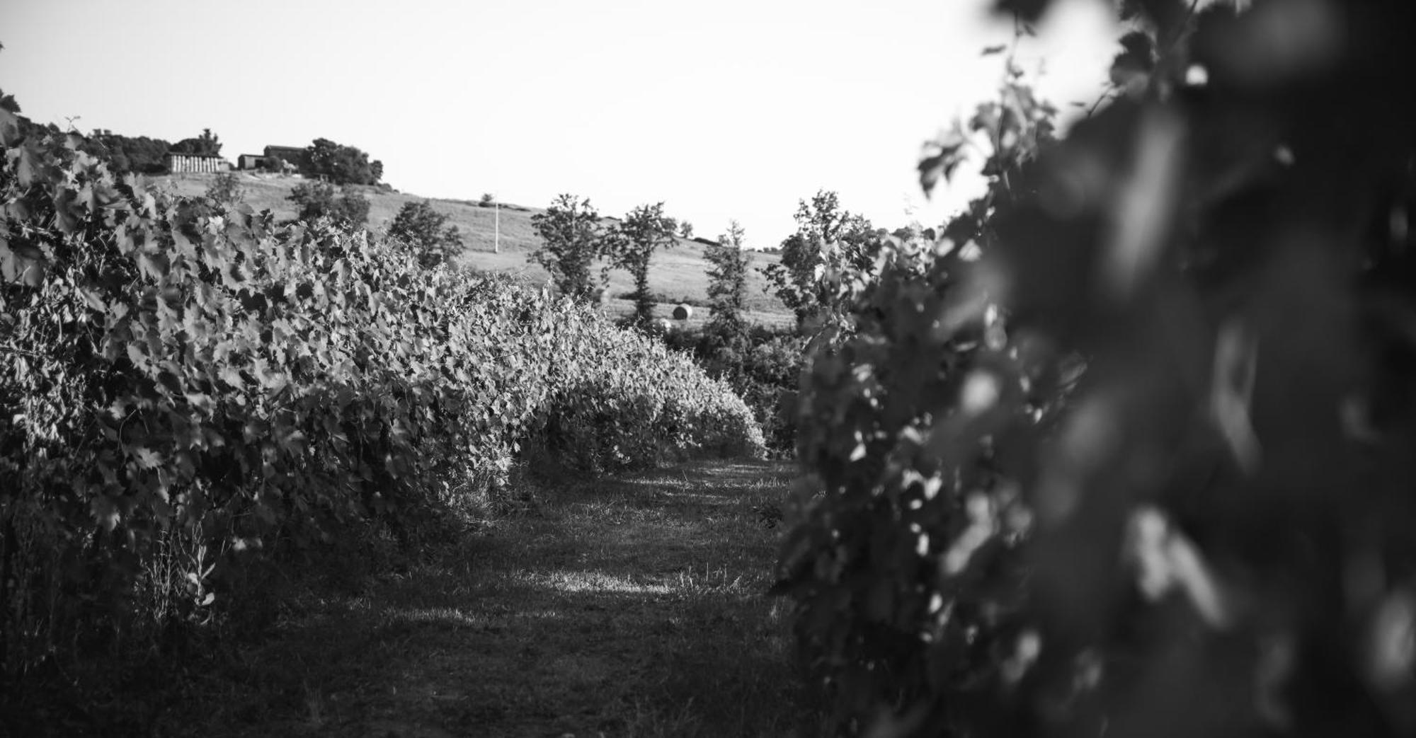 Agriturismo La Vecchia Quercia Montemerano Zewnętrze zdjęcie