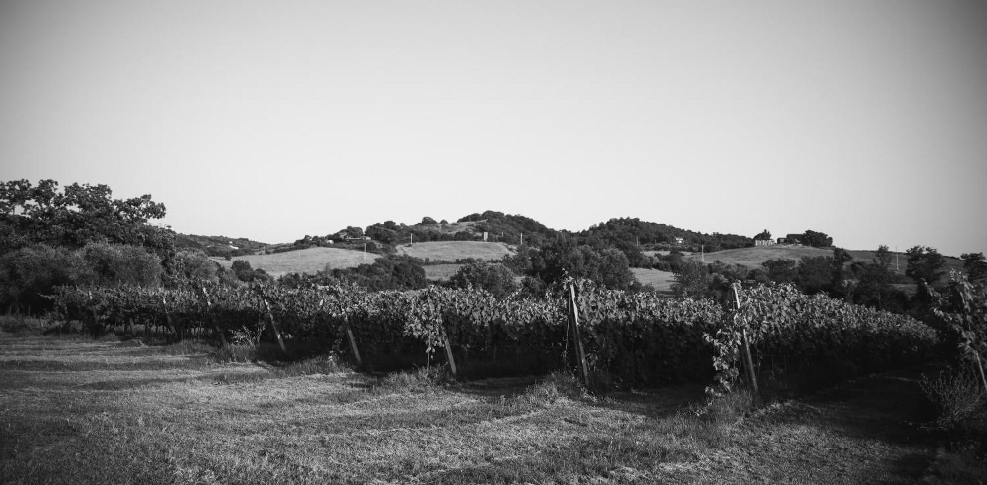 Agriturismo La Vecchia Quercia Montemerano Zewnętrze zdjęcie