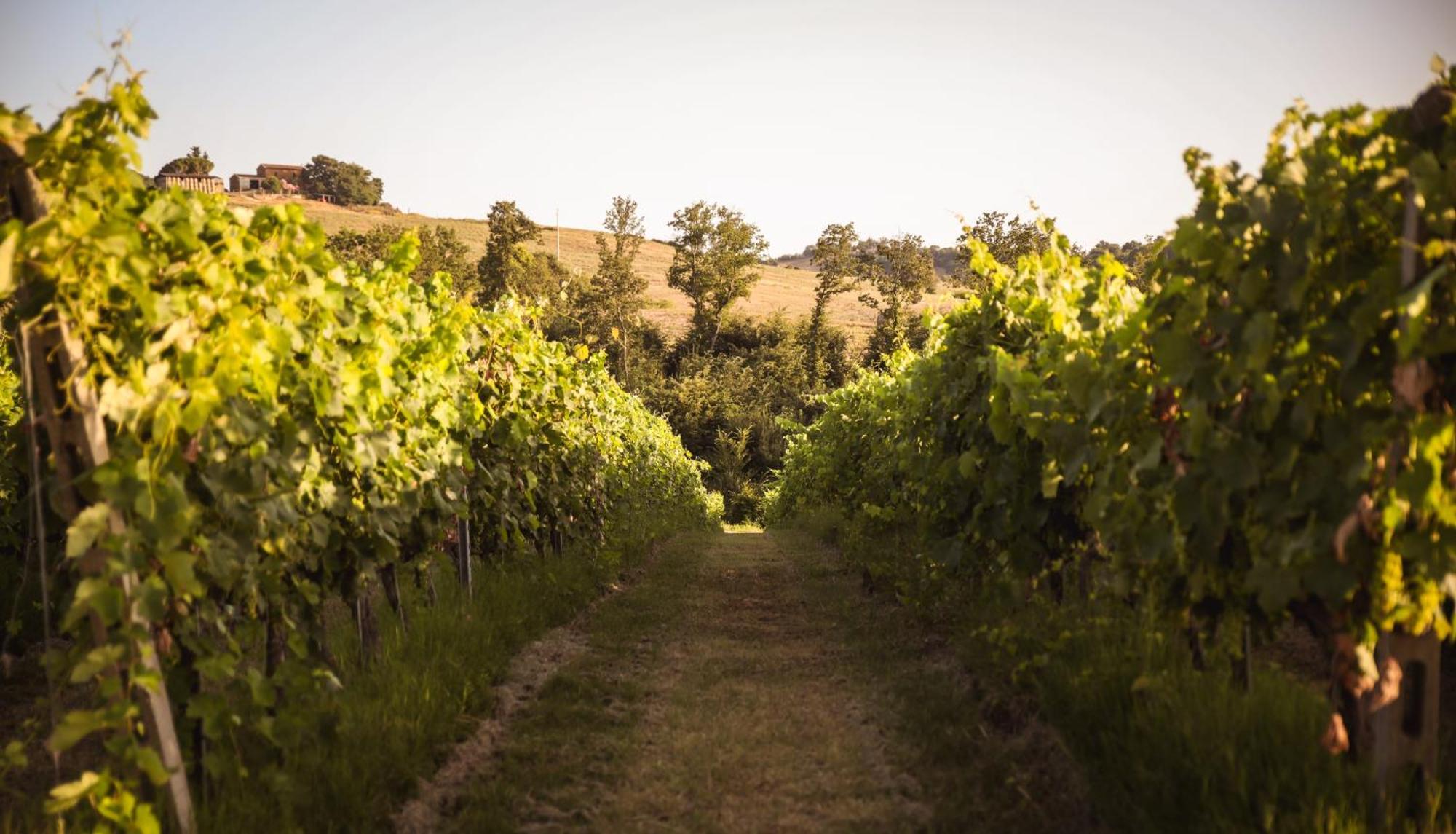 Agriturismo La Vecchia Quercia Montemerano Zewnętrze zdjęcie